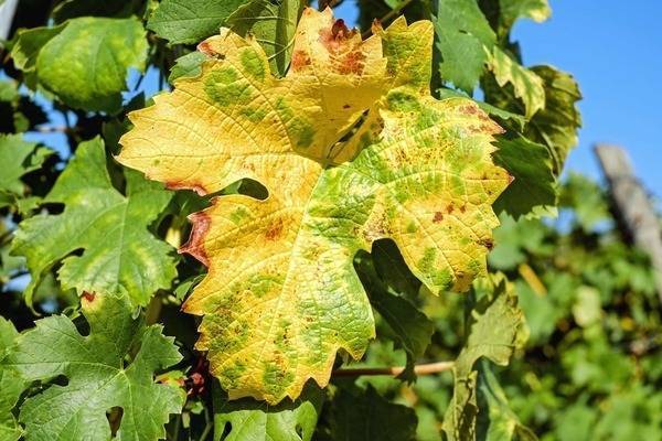 Почему листья винограда светлеют, желтеют и сохнут в период цветения, что делать