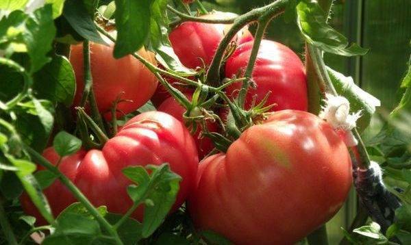 Сорта помидоров, устойчивых к фитофторозу