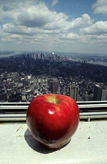 Самое большое яблоко в мире: фото