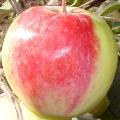 Яблоня — подарок садоводам: описание сорта, фото, отзывы