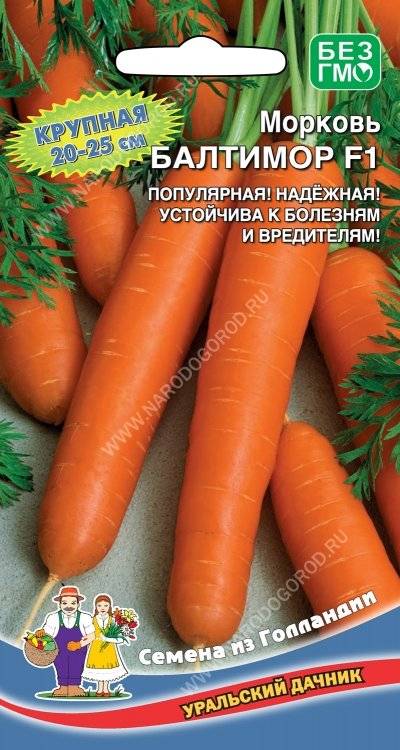 Какие сорта моркови вас порадовали? хочу купить семена. / асиенда.ру