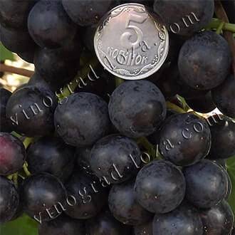 Виноград «черный палец», описание сорта и фото
