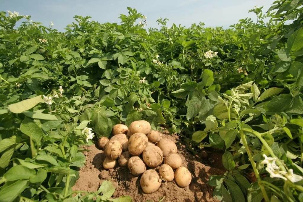 Почему картошка не цветет в этом году: будет ли урожай