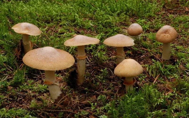 Курочки грибы или петушки: описание и фото, применение, места прорастания, рецепты в домашних условиях пошагово