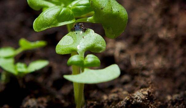 Как выбрать стимулятор роста для хвойных растений - советы от лигногумат | москва