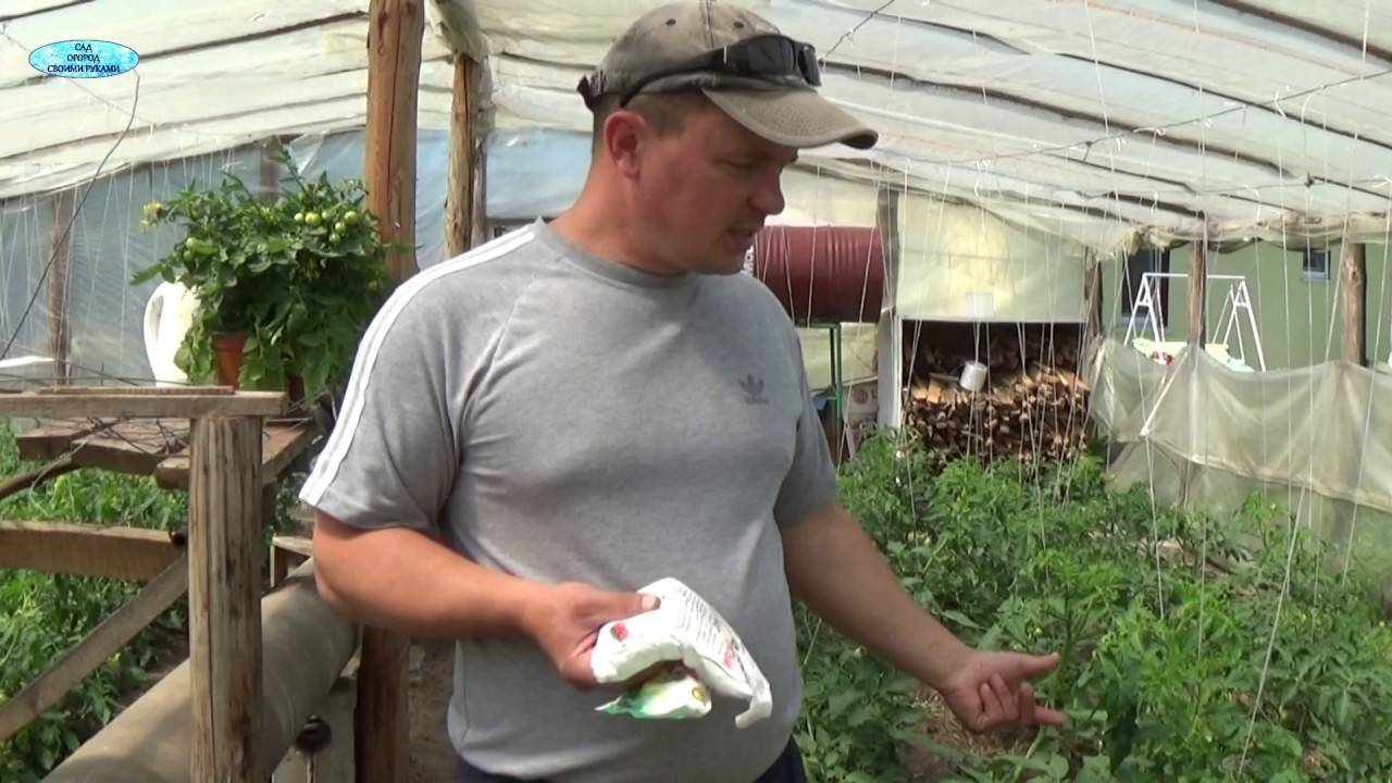 Исправить жирование томатов: полив, прищипывание, удобрения