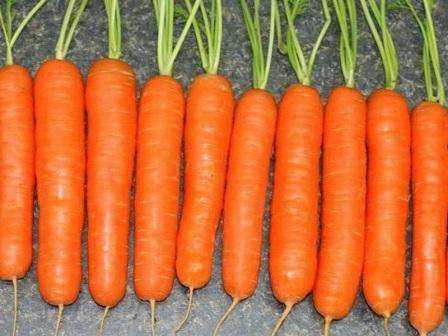 Описание и характеристика моркови «королева осени». достоинства сорта, отличия от других и выращивание