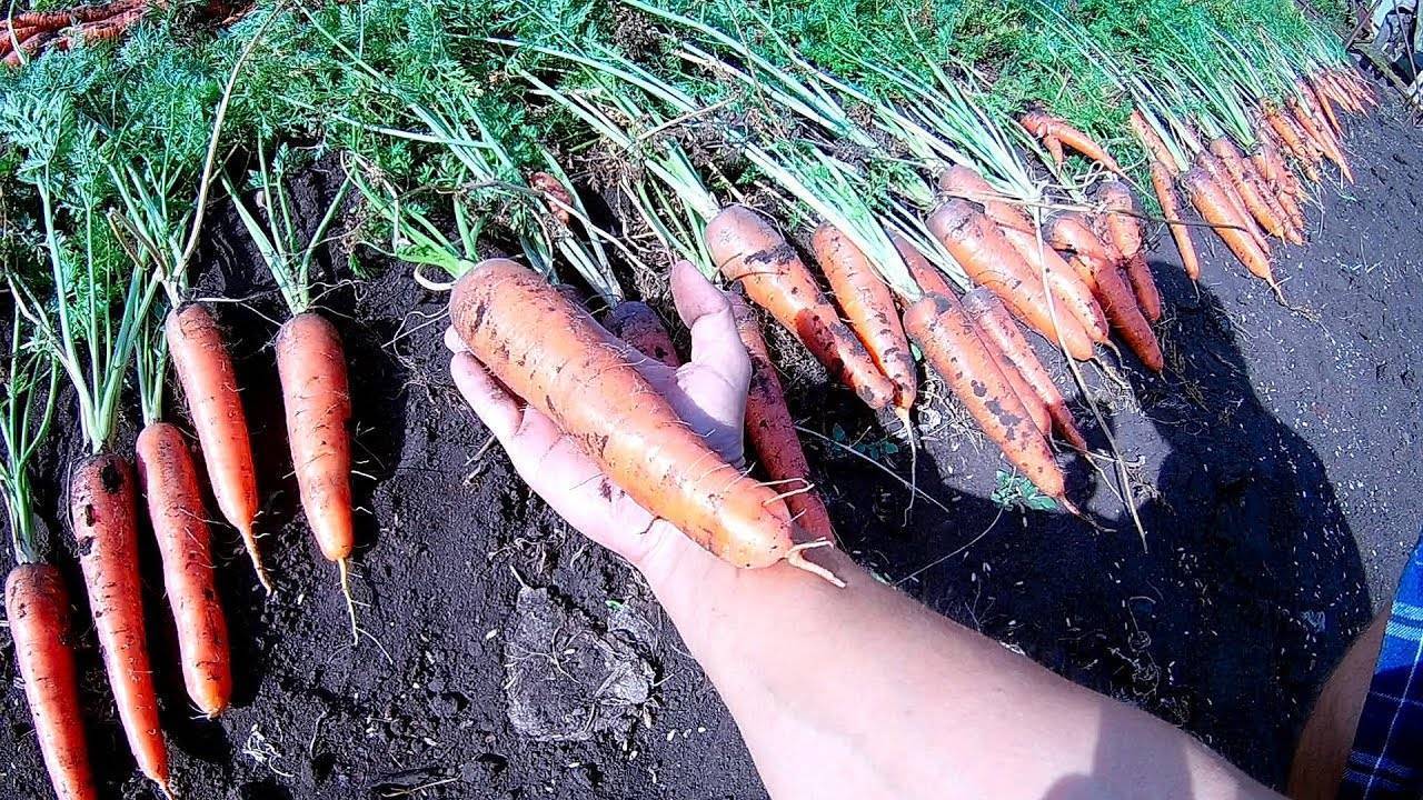 Лучшие сорта моркови для сибири отзывы