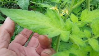 Хлороз на томатах: фото, лечение листьев