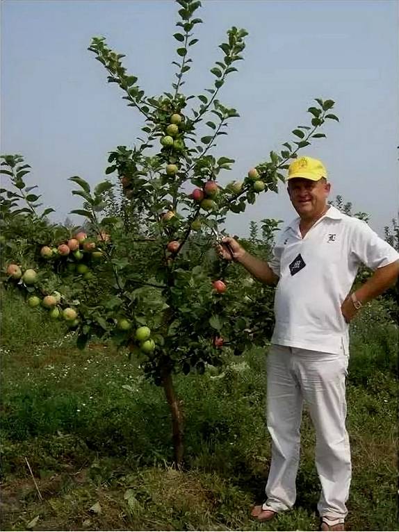 Подвои яблони для выращивания в беларуси