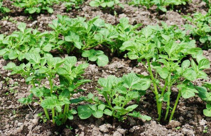 Семена картофеля: как выглядят, когда сажать на рассаду, сроки, сколько всходят