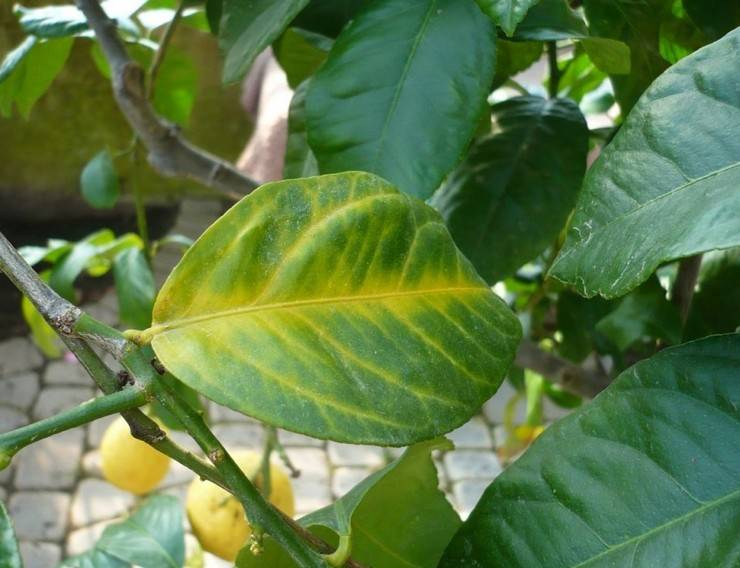 Почему у лимона опадают листья зеленые, от чего они сохнут в домашних условиях, что делать, если комнатное растение сбрасывает все плоды и не в уходе ли причина?дача эксперт