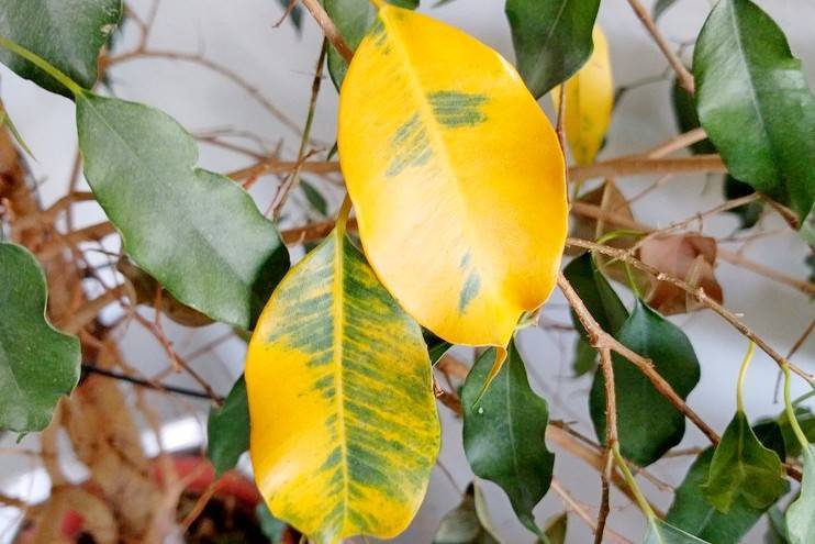 Что делать, когда в домашних условиях опадают и желтеют листья у фикуса бенджамина: основные причины