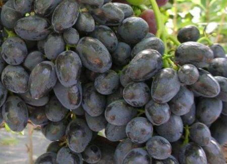 Виноград забава: описание сорта, характеристика, посадка и уход