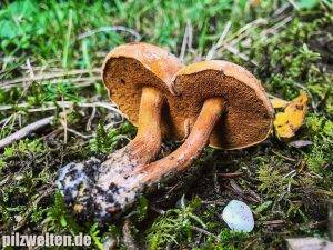 Перечный гриб (перечник, масленок перечный): идеальная грибная приправа