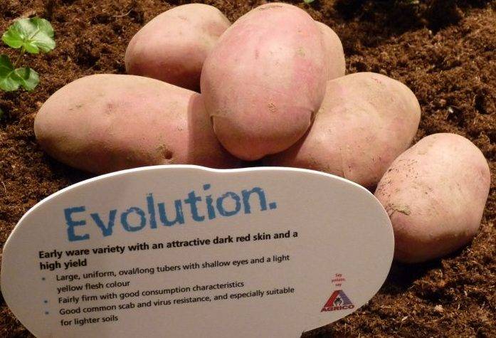 Описание сорта картофеля Эволюшн