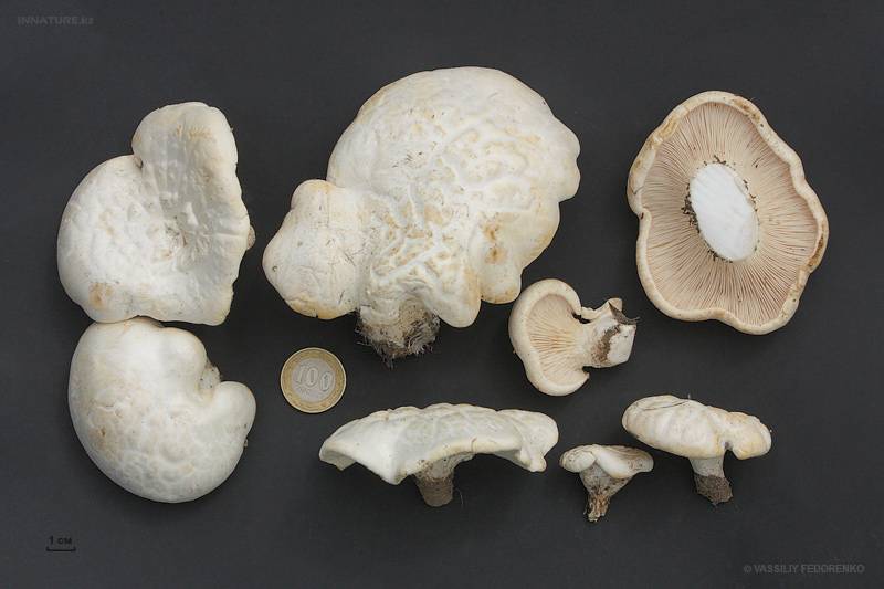 Еринги, королевская вешенка, вешенка степная или белый степной гриб: фото, описание и как его готовить