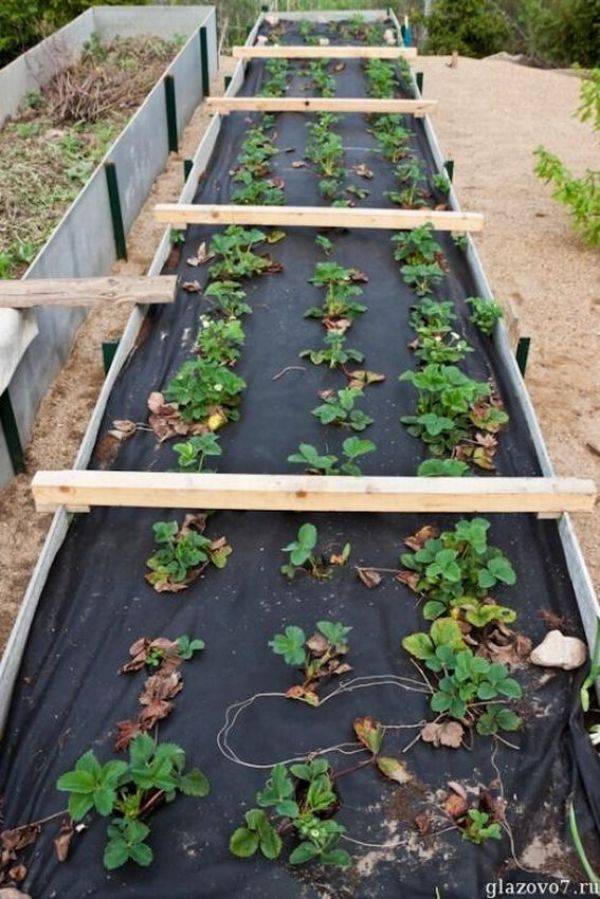 Вертикальная грядка для клубники своими руками: технология и выращивание ягоды, видео и фото