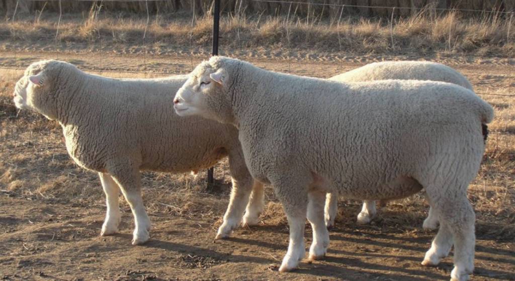 Характеристика породы тексель с описанием овец и их происхождением