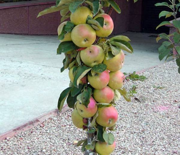 Яблоня на штамбе: о сортах штамбовой яблони, что такое высота штамба
