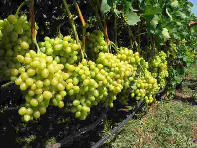 Обработка винограда в мае 2019 - подробное описание самых опасных вредителей и угроз с фотографиями больных растений, наиболее эффективные способы защиты винограда от них | теплотехники
