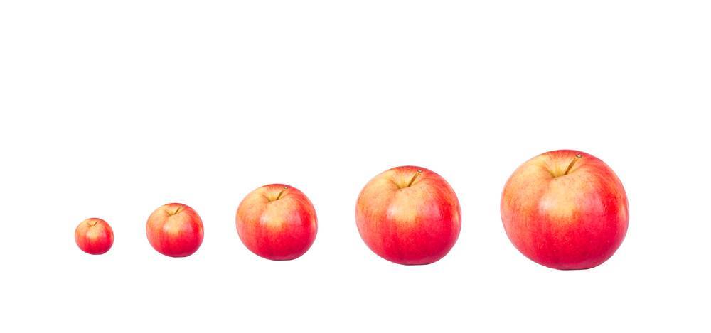 Сколько весит яблоко голден