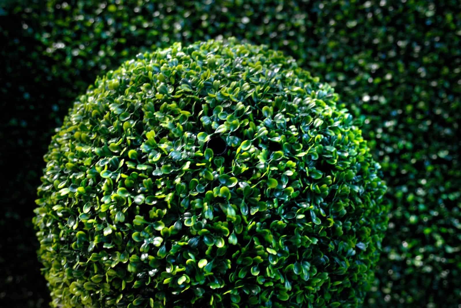 Самшит вечнозеленый (42 фото): посадка и уход, описание кустарника буксус вечнозеленый, укрытие растения на зиму