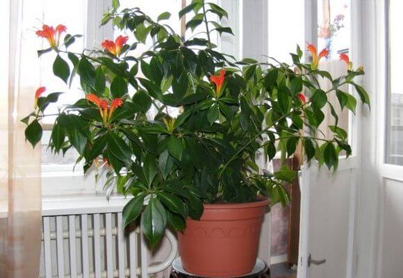 Ампельные комнатные растения: изящные декораторы для дома