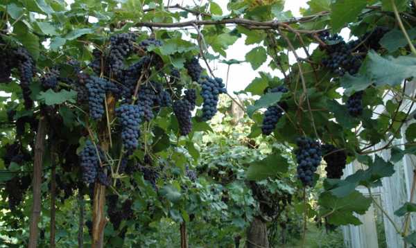 Виноград кишмиш черный потапенко: характеристики, описание сорта, фото, отзывы