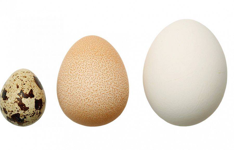Яйца цесарки: особенности строения, полезные свойства и вред, в каких областях применяется