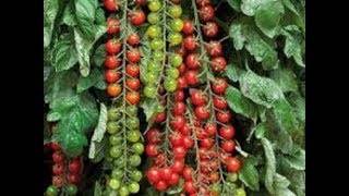 Томат рапунцель: характеристика и описание, отзывы, фото, урожайность сорта