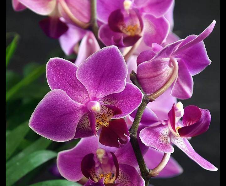 Орхидея синголо: описание сорта и уход в домашних условиях, подробно с фото и видео, а так же отзывы цветоводов