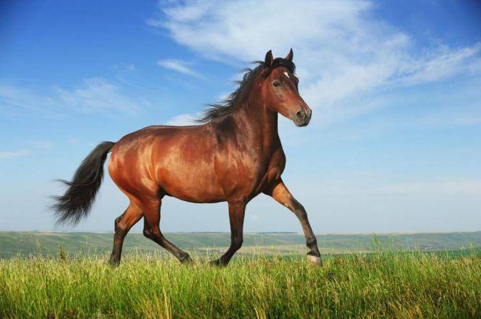 Как запрягать лошадь: принадлежности для упряжи, последовательность, способы