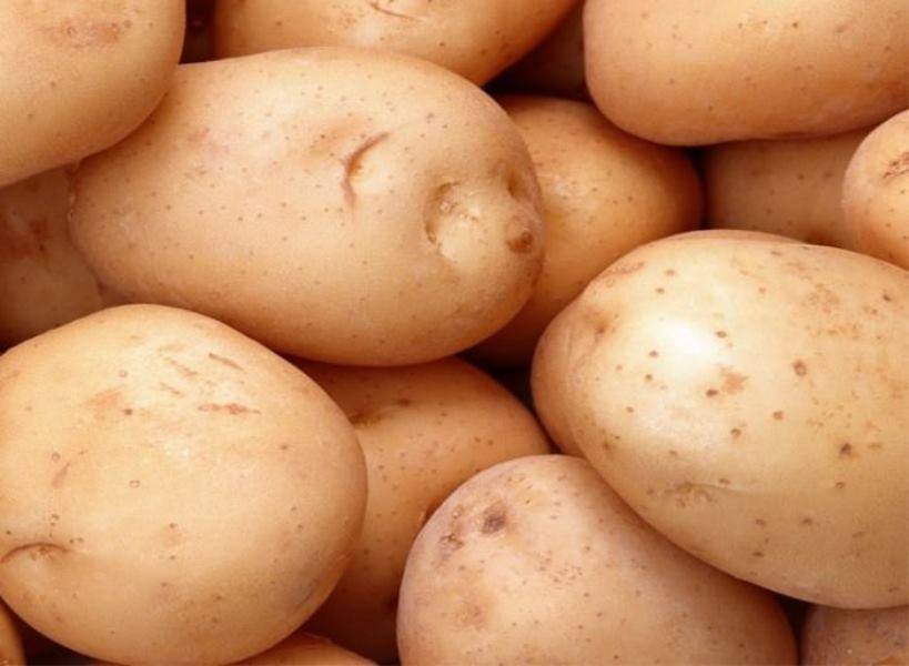 Ассоль сорт картофеля