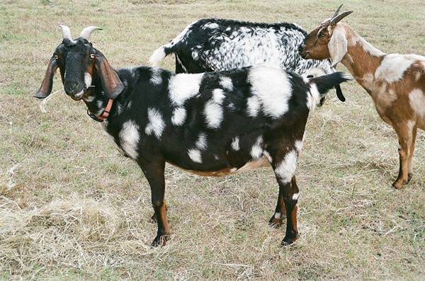 Нубийская коза: описание породы и содержание, продажа молодняка, молока и мяса