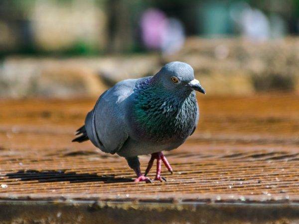 Как давать «родотиум» голубям