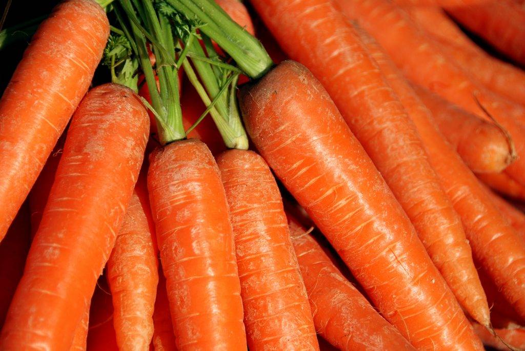 Морковь лосиноостровская 13: отзывы, выращивание, описание + фото