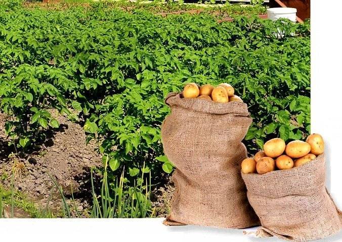Удобрения для картофеля при посадке: какие лучше, в том числе минеральные и органические