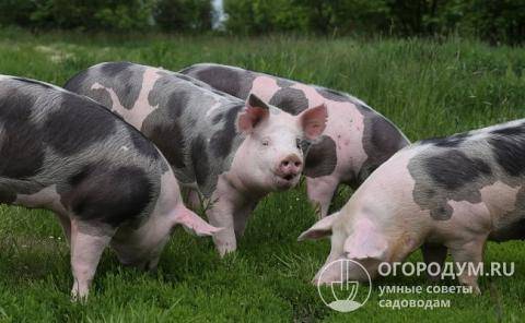 Крупная белая порода свиней: характеристики, продуктивность и уход