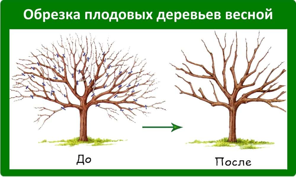 Как проводить обрезку плодовых деревьев: схемы и инструкция
