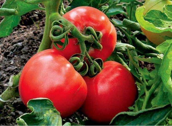 Описание томата король гигантов, выращивание и борьба с вредителями