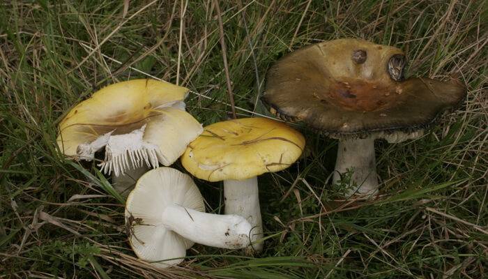 Ложные и ядовитые сыроежки: их фото и как отличить от съедобных грибов?