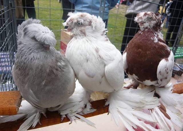 Узбекские голуби: разновидности бойной породы
