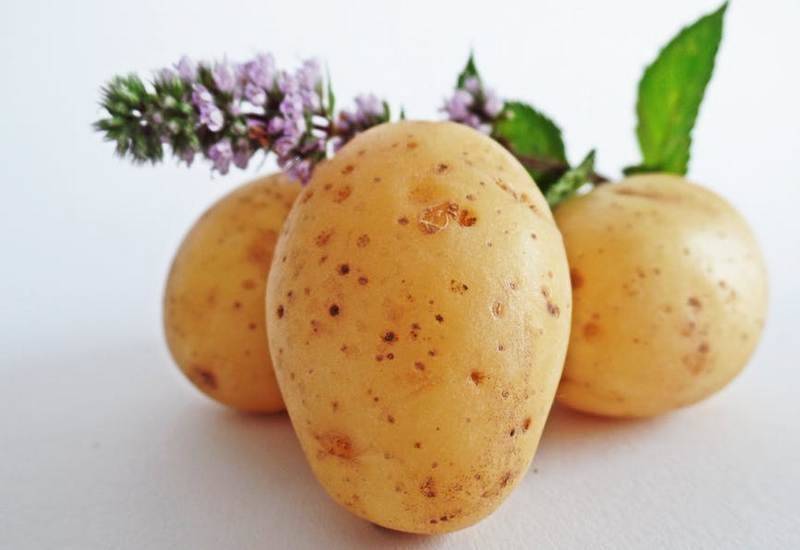 Польза и вред картофеля для организма