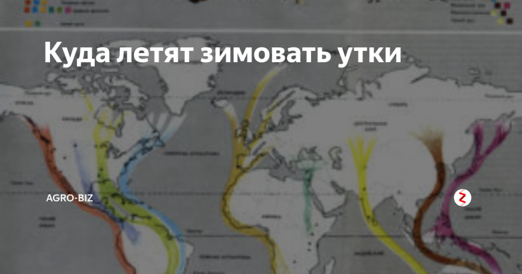 Где зимуют ласточки - описание, особенности и интересные факты - gkd.ru