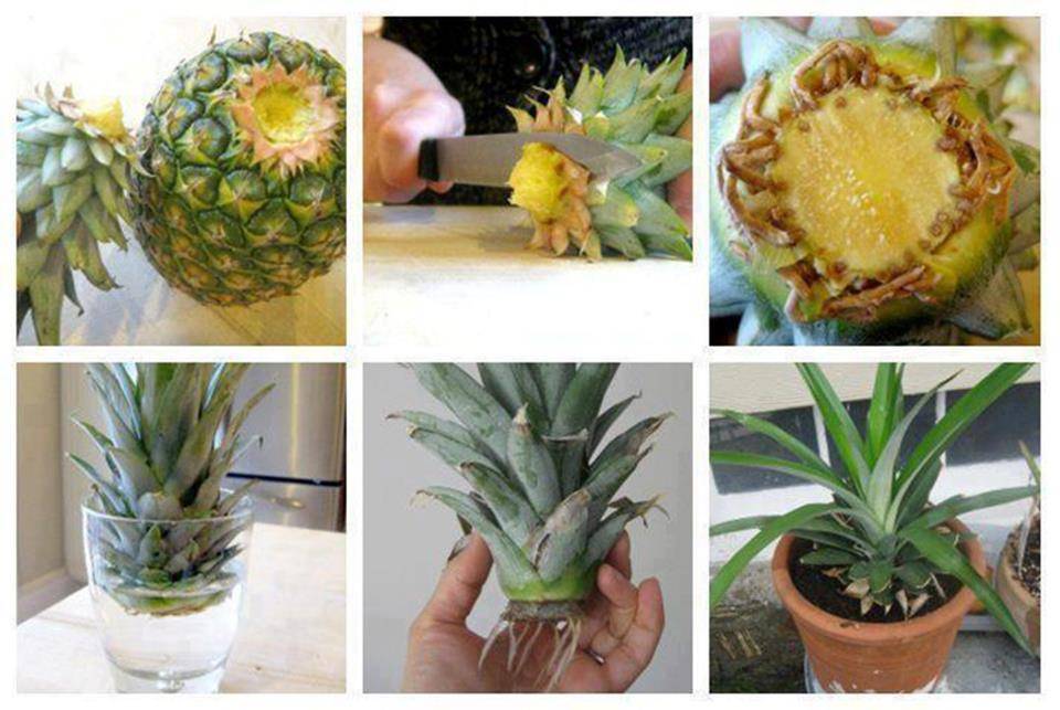 Как посадить и вырастить ананас в домашних условиях: правила выращивания и ухода, способы размножения