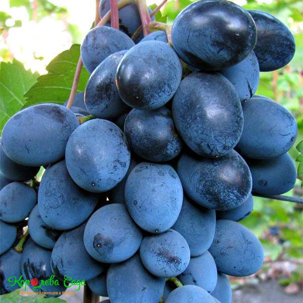 Виноград блек гранд, описание сорта