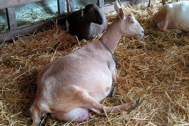 Беременность и окот козы - случка, признаки беременности, уход за козой до и после родов | россельхоз.рф