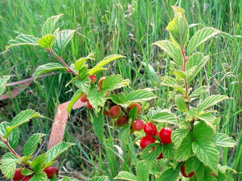 Войлочная вишня – как правильно посадить, ухаживать и размножить, возможные заболевания и вредители