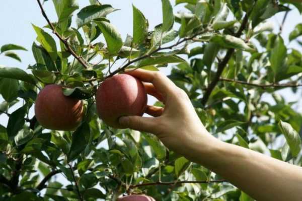 Как и когда собирать яблоки: приспособление своими руками